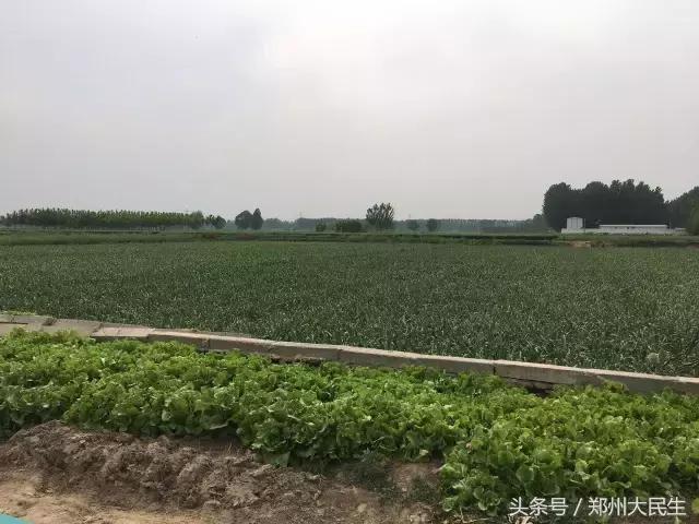 蒜薹5毛钱一斤,蒜薹三十几块钱一斤正常吗