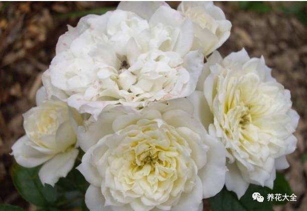 最美最高端的30款月季 (十种绝美的月季)