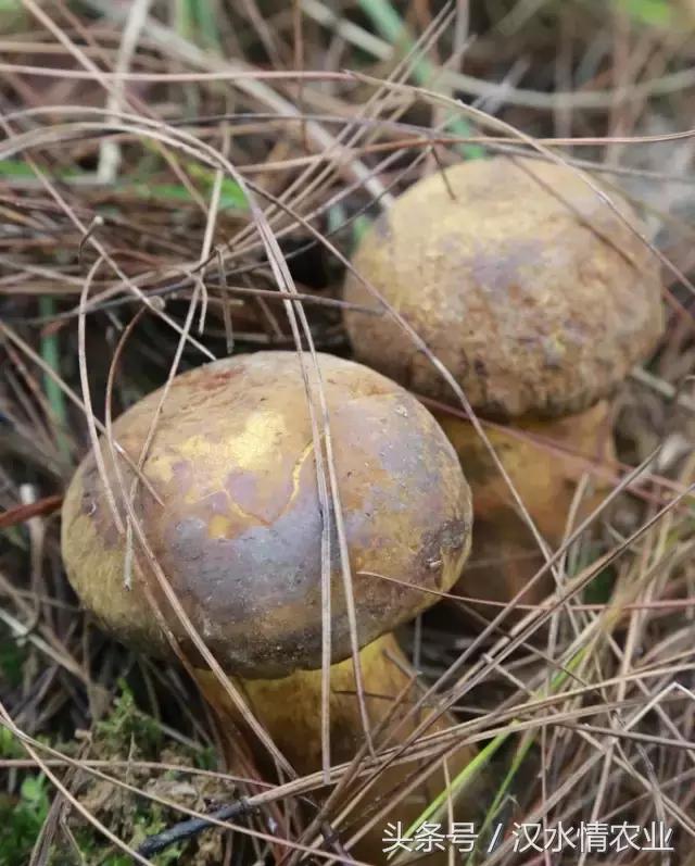 安康最正宗的食物,安康必吃的美食排行榜