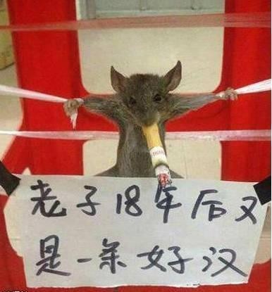 有这样的丈母娘姑爷何愁活得久!