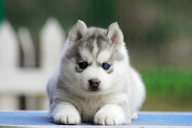 西伯利亚雪橇犬哈士奇领头犬,哈士奇西伯利亚雪橇犬奔跑视频