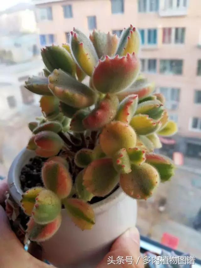 入坑半年的经历,入坑五个月总结