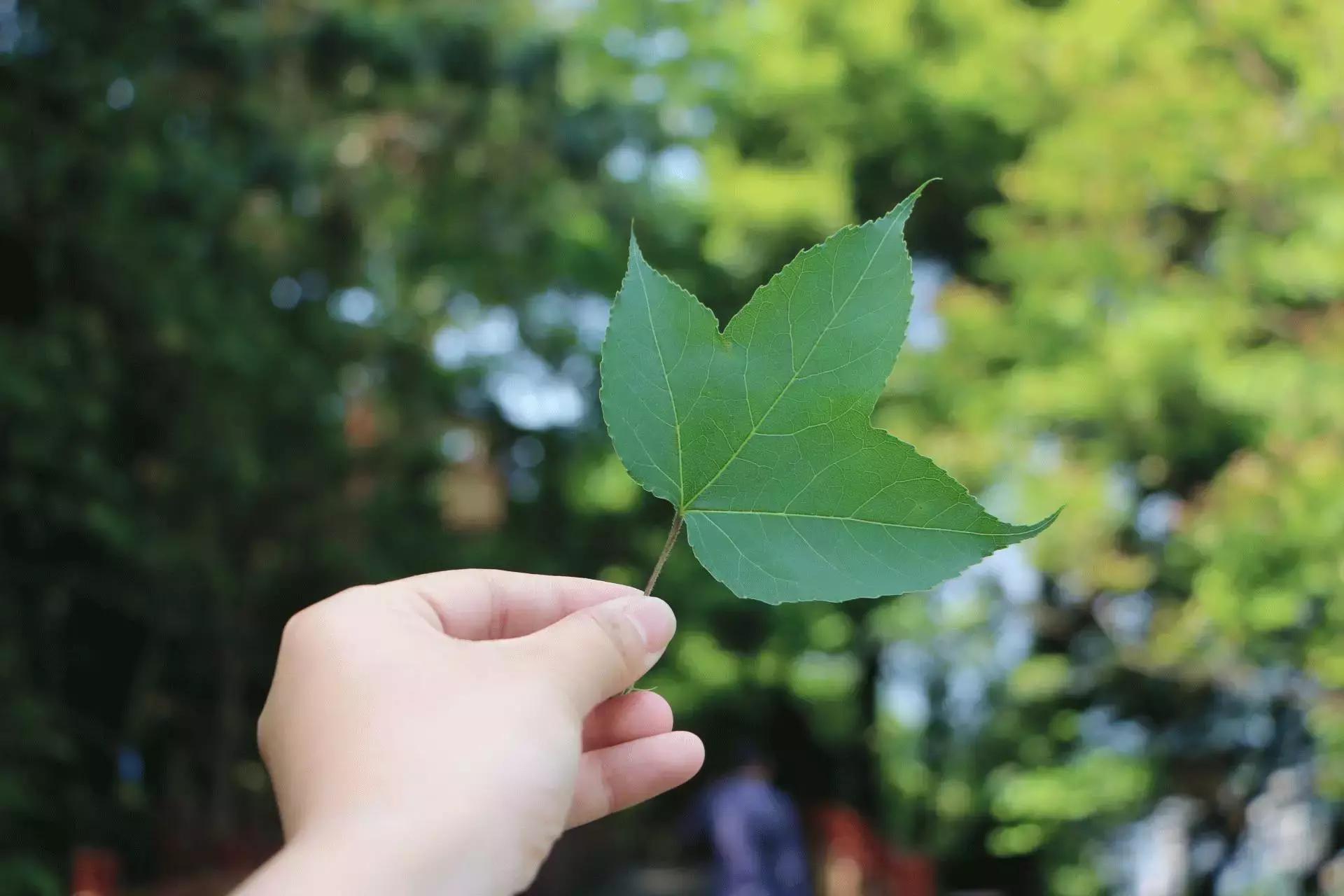 来龙岩必吃的清汤粉,龙岩最好吃的牛肉粉