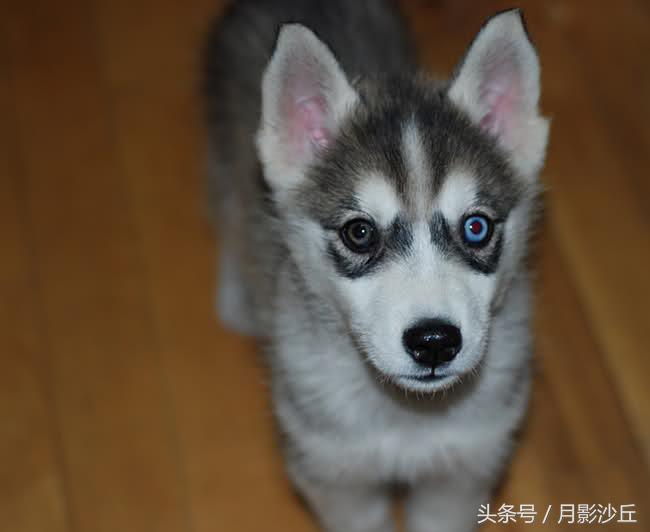 阿拉斯加和哈士奇哪个打架厉害,哈士奇和阿拉斯加幼犬如何区别