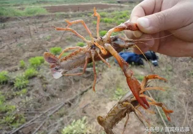 小龙虾基地钓龙虾,瑶海野钓龙虾的最佳地点