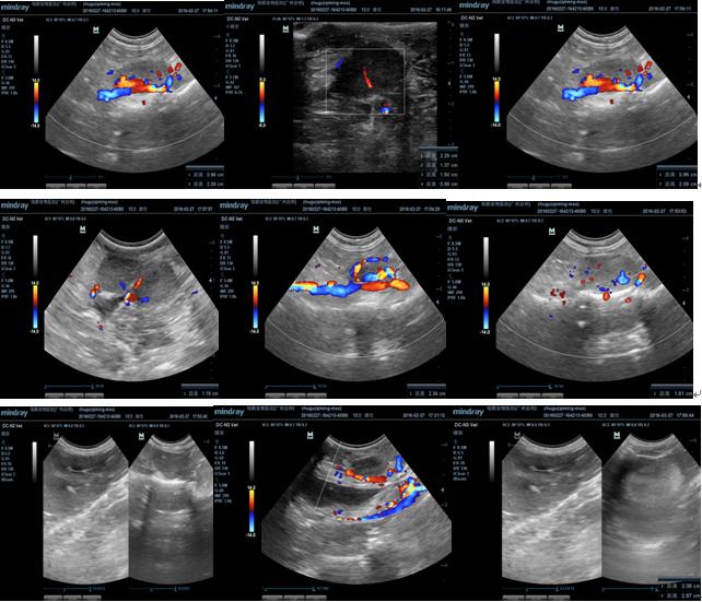 猫乳腺肿瘤治疗方法,猫乳腺肿块怎么治疗