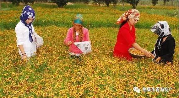 真正的天山昆仑雪菊哪里买,天山昆仑雪菊低血糖的人能喝不