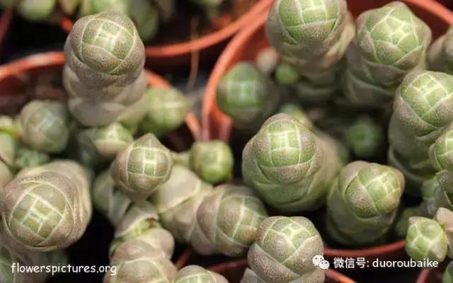 杀虫气雾剂能给多肉喷小黑飞吗,给多肉喷杀虫剂浓度高了有影响吗