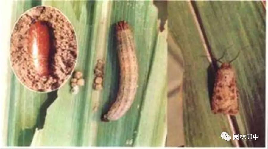 简述地老虎类害虫的综合防治方法,马铃薯地下害虫地老虎