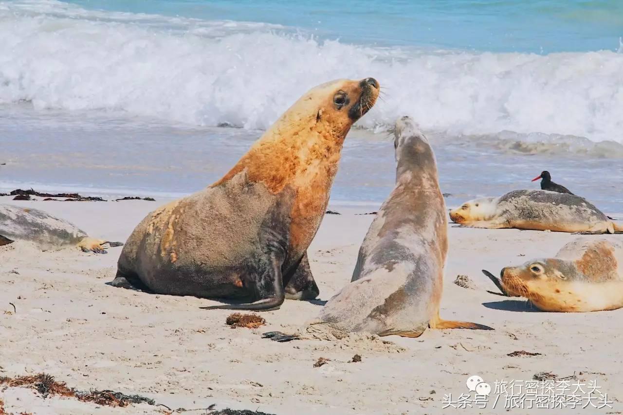 中国哪里可以抱考拉,全球哪里可以抱考拉