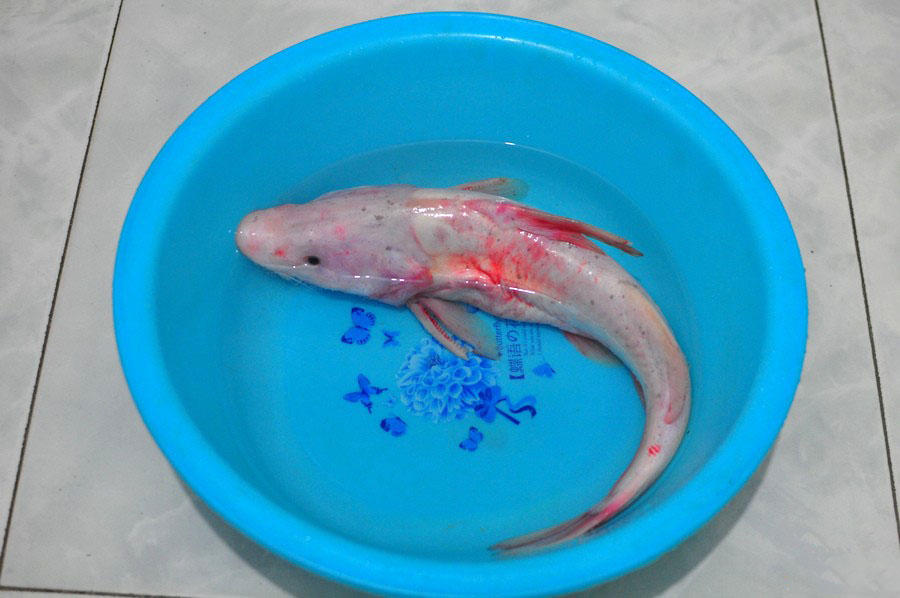 长江十大淡水名鱼,钓上来罕见红鲤鱼