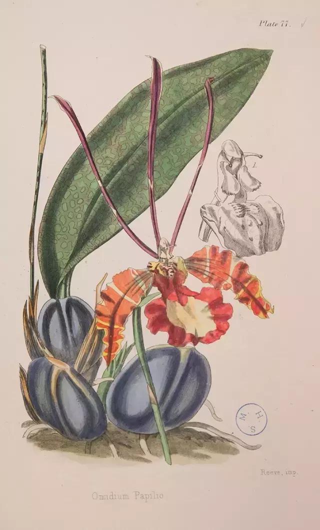 荐书|中国人对兰花情有独钟,没想到达尔文也一样