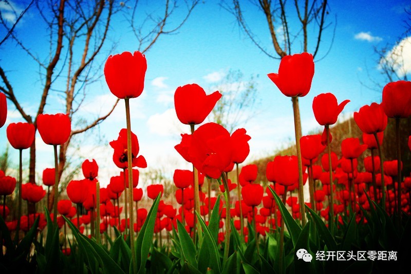 荷兰郁金香运到中国的路线,荷兰郁金香从哪来