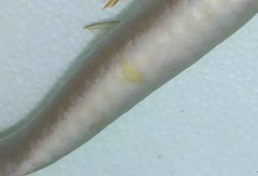 过背金龙和高背金龙的区别,高背金龙跟过背图片对比