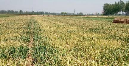 杞县蒜苔最新消息,尉氏县蒜苔