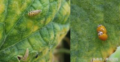 花卉长了蚜虫怎么治疗呢,花卉长蚜虫了怎么办