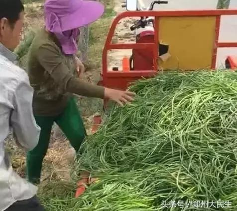 蒜薹5毛钱一斤,蒜薹三十几块钱一斤正常吗