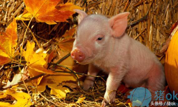 育肥猪副猪嗜血杆菌病怎么治疗,猪病鉴别方法图片