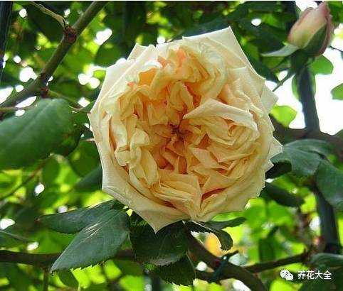 最美最高端的30款月季 (十种绝美的月季)