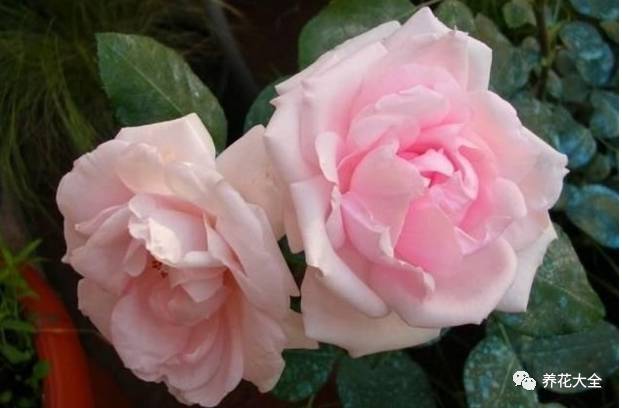 最美最高端的30款月季 (十种绝美的月季)