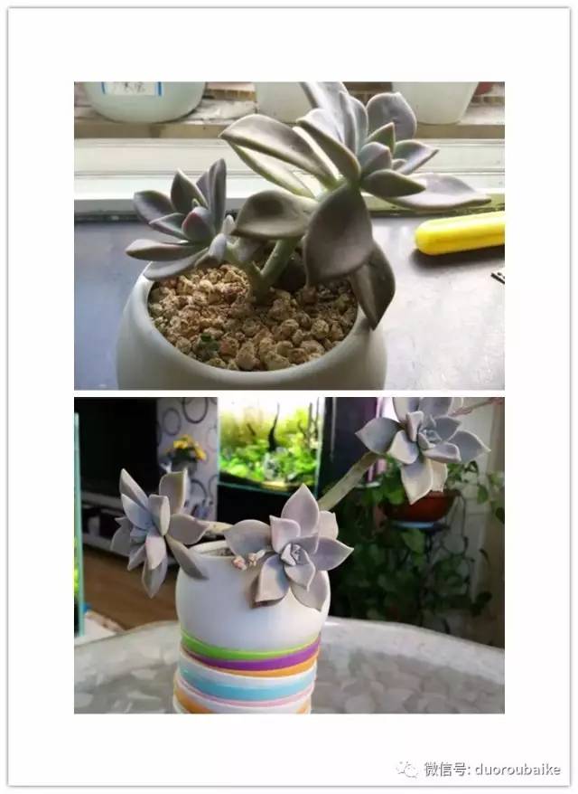 入多肉坑那些年踩过的误区,自从入了多肉坑