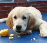 为啥不建议养金毛,为什么说不要轻易养金毛