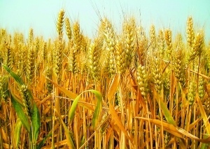 评测国内军粮自热军粮,各种军粮测评