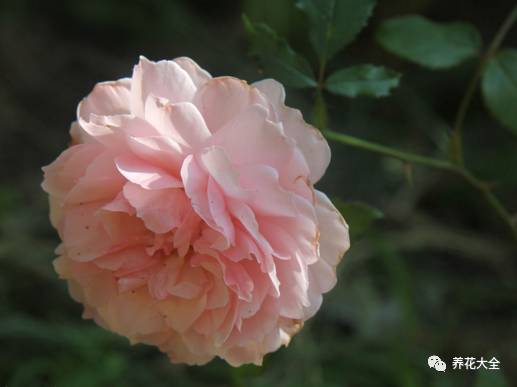 最美最高端的30款月季 (十种绝美的月季)