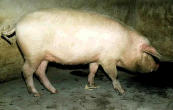 如何预防口蹄疫烂蹄子,口蹄疫防治知识问答