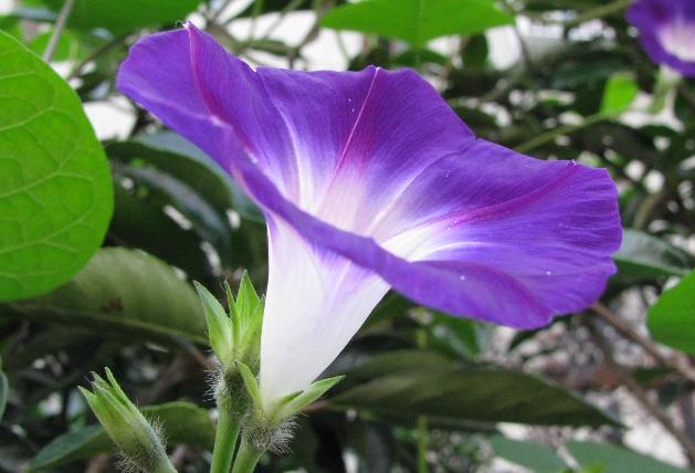 又到牵牛花的季节,它的种子有毒却是一味通三焦的中药