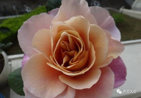 最美最高端的30款月季 (十种绝美的月季)