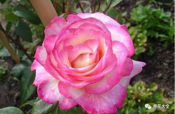 最美最高端的30款月季 (十种绝美的月季)