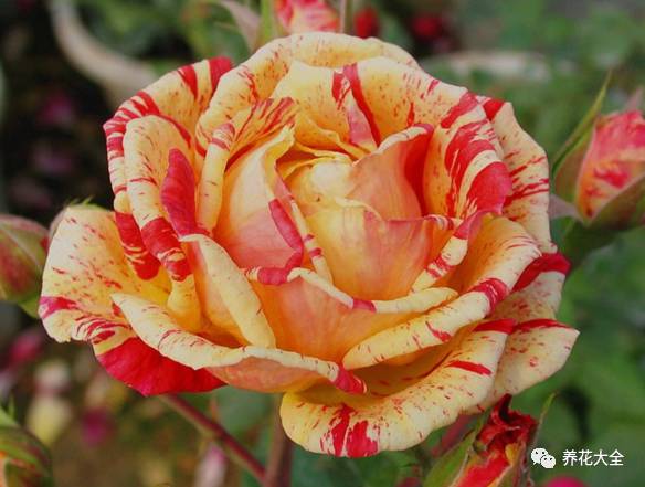 最美的十款月季品种推荐 (十种绝美的月季)