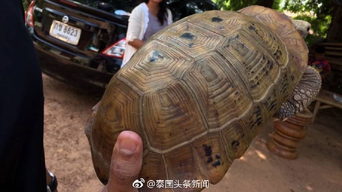 泰国乌隆府发现神奇的“崇迪龟” 佛牌商登门开出50万高价