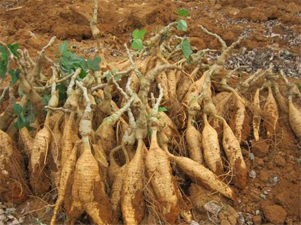 这种植物是血管的天然支架，可惜网上那些包装高档的都是假货！