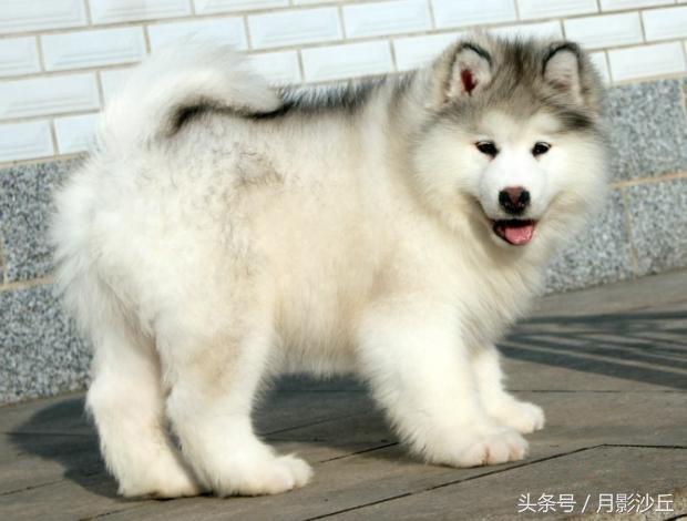 阿拉斯加和哈士奇哪个打架厉害,哈士奇和阿拉斯加幼犬如何区别