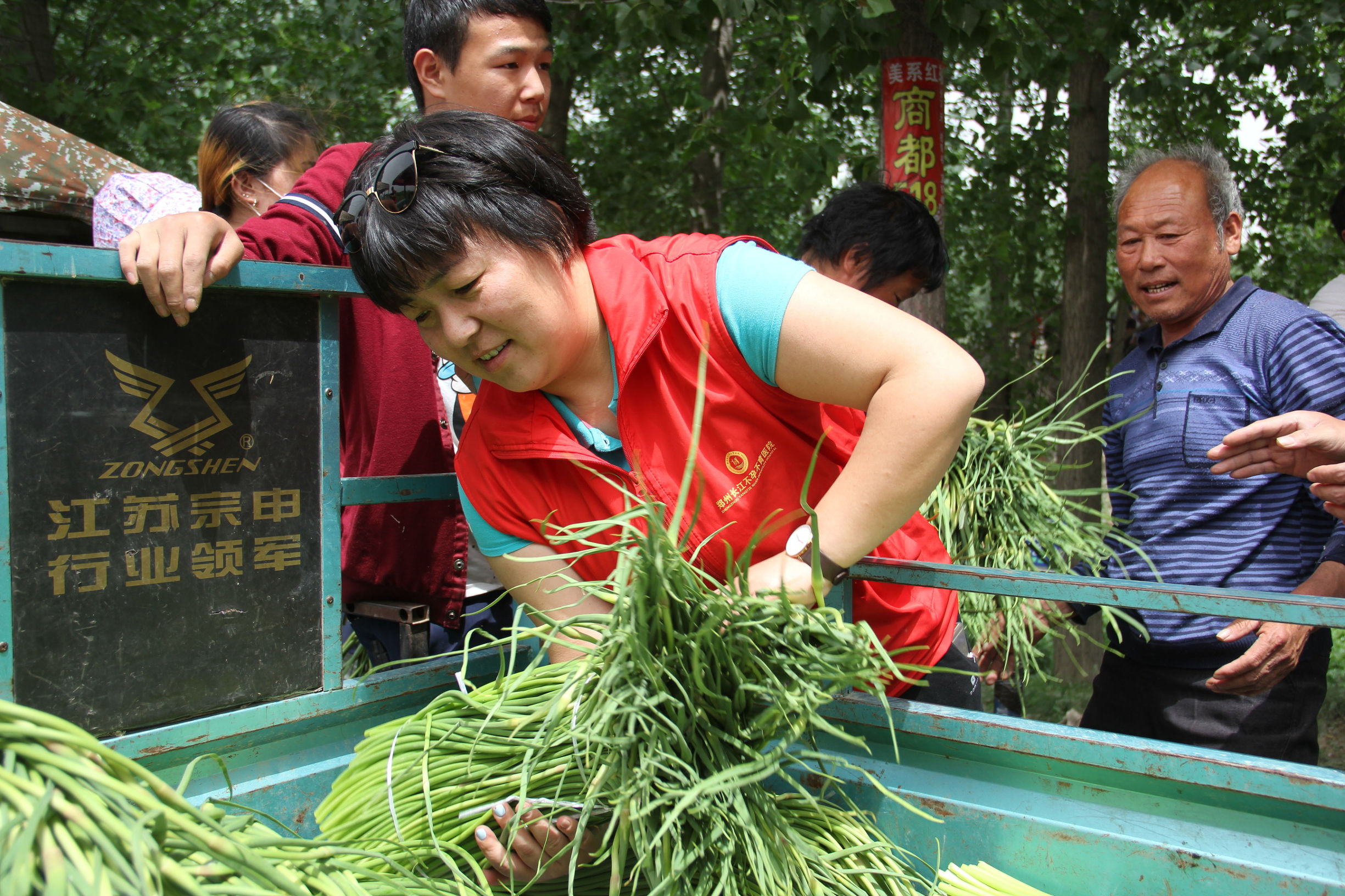 河南蒜薹最新消息,河南蒜薹滞销