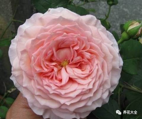 最美的十款月季品种推荐 (十种绝美的月季)