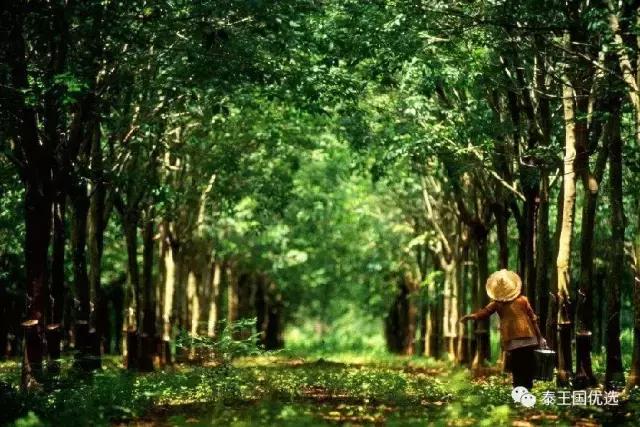 乳胶枕头真假海南,如何鉴别乳胶枕头的真假与好坏