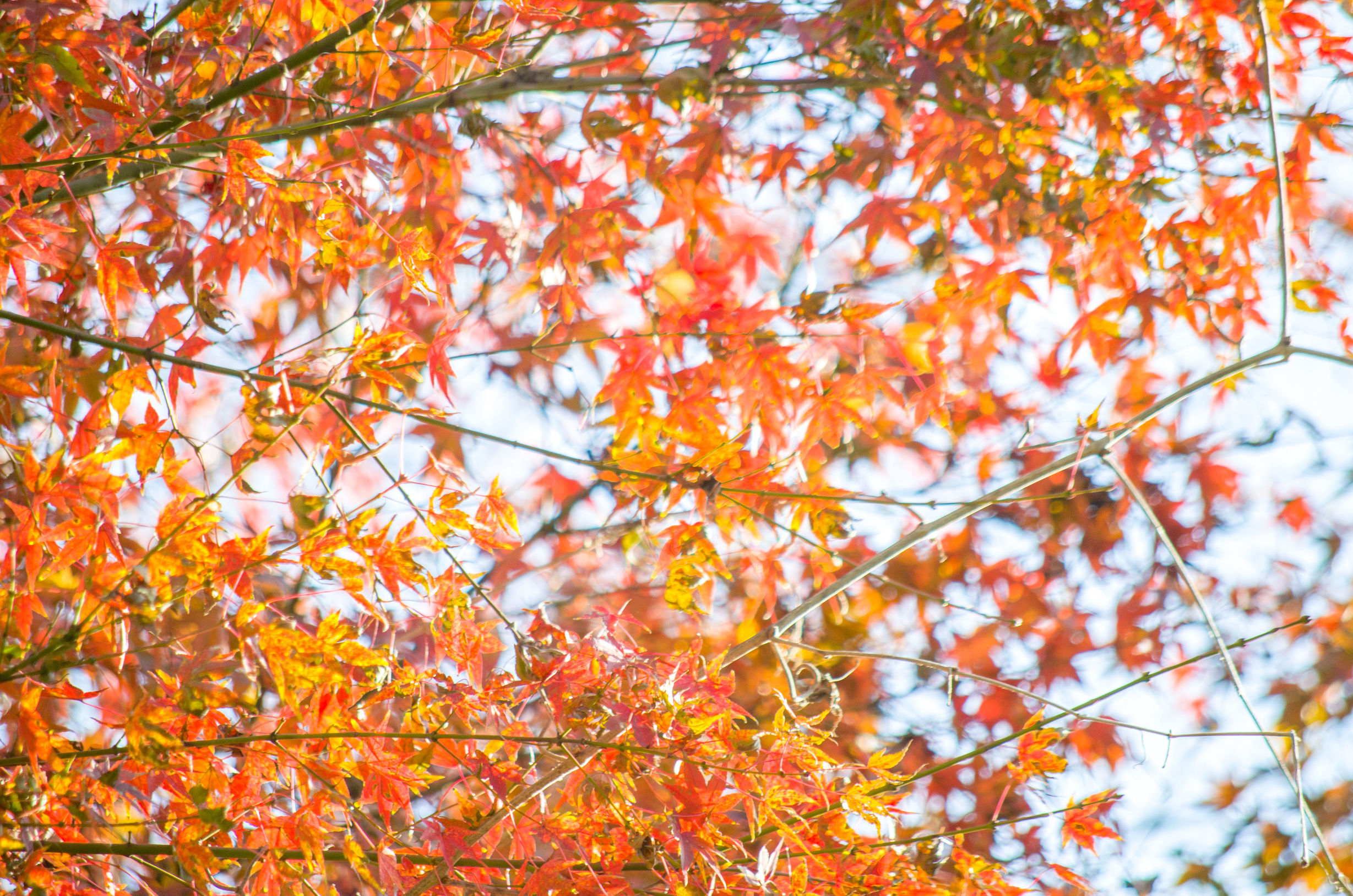 摄影小白推荐相机300左右,拍照好的长焦镜头推荐