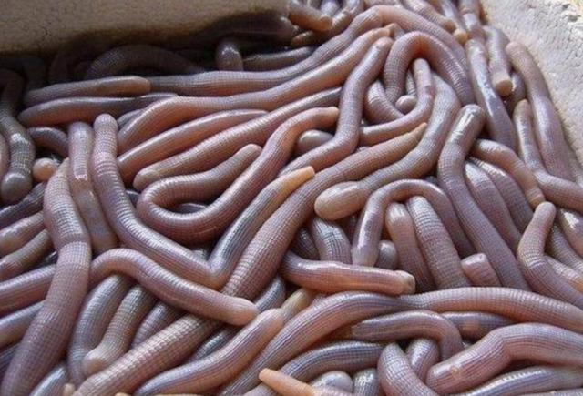 沙虫怎么吃好吃,沙虫真的好吃吗