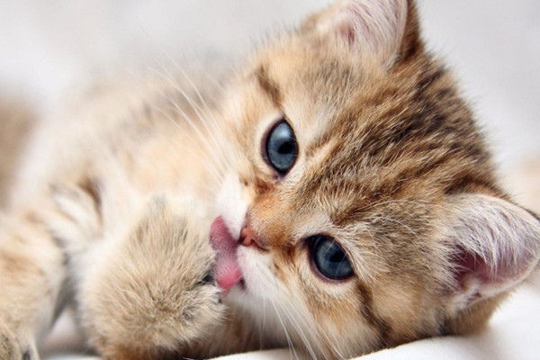 新手养猫注意事项大全,新手养猫注意事项软件