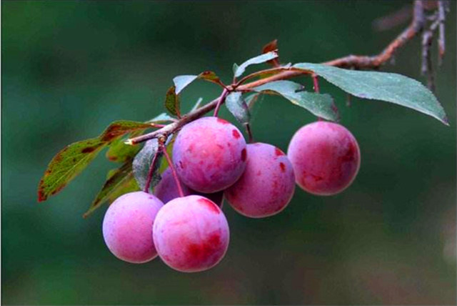 护肝水果第一名桑葚,解酒养肝的果子