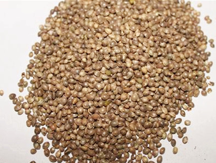 巴马火麻仁怎么煮粥,巴马火麻和甘肃火麻