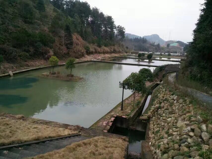 千岛湖甲鱼纯野生甲鱼,全国最大的甲鱼养殖基地在哪里