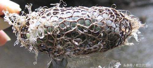 洋辣子真的好吃吗,洋辣子到底有多好吃