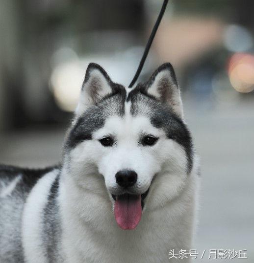 阿拉斯加和哈士奇哪个打架厉害,哈士奇和阿拉斯加幼犬如何区别