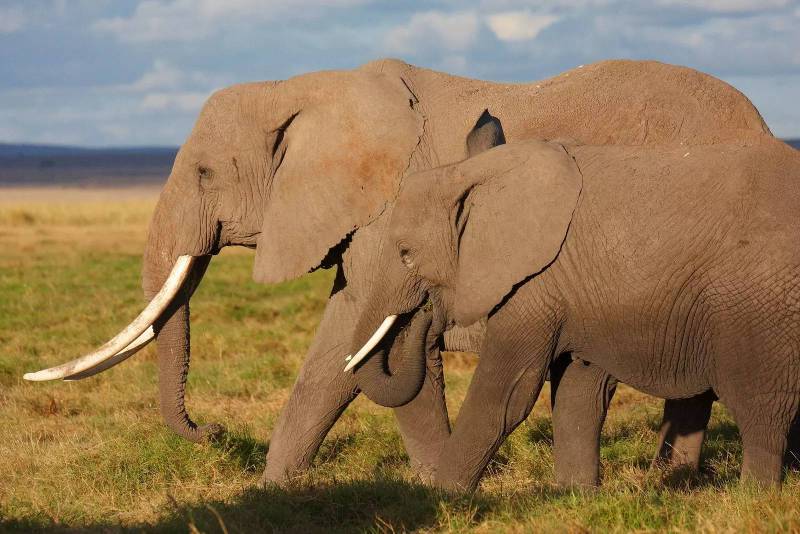 亚洲象vs非洲象,非洲象vs亚洲象