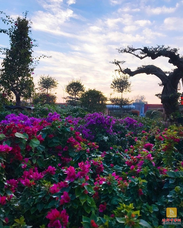 迪拜最大花卉市场在哪里,迪拜有几个花卉市场