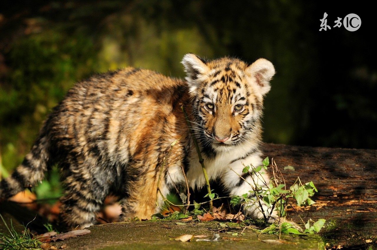一整年运势突出的生肖排名,生来好命的三大生肖天生鸿福无穷